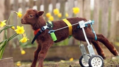 مُكيف ومخصص للكلاب.. خروف معاق يتجول على كرسي متحرك | صور