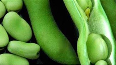 جهود بحثية مصرية لتحسين زراعة الفول باستخدام الفيتامينات