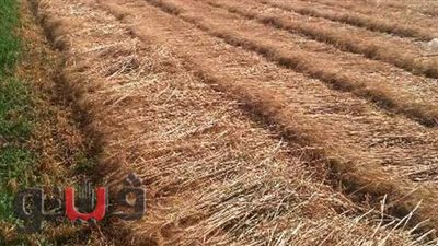 توريد 326 ألف طن قمح لصوامع الشرقية