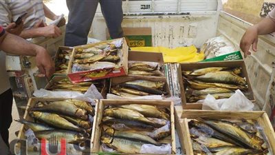 التحفظ على فسيخ فاسد وأدوية مهربة قبل طرحها في أسواق الفيوم