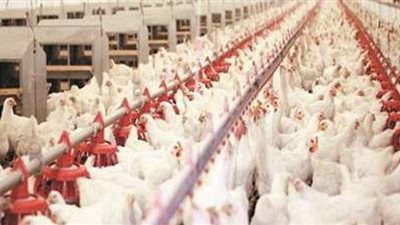 أسعار الدواجن اليوم الأربعاء 5 -5-2021 في المنيا