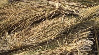 استغلال قشر البطيخ في إنتاج إنزيم لإزالة الحبر من مخلفات الأوراق