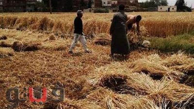 أكبر حصاد في الموسم .. توريد 310 أطنان قمح بالشرقية