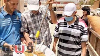 توريد 350 ألف طن قمح لصوامع الشرقية