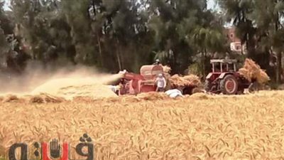غراب: الشرقية اقتربت من نصف مليون طن قمح بالصوامع والشون