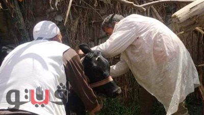 طب بطري الشرقية: الانتهاء من تحصين 120 ألف ماشية