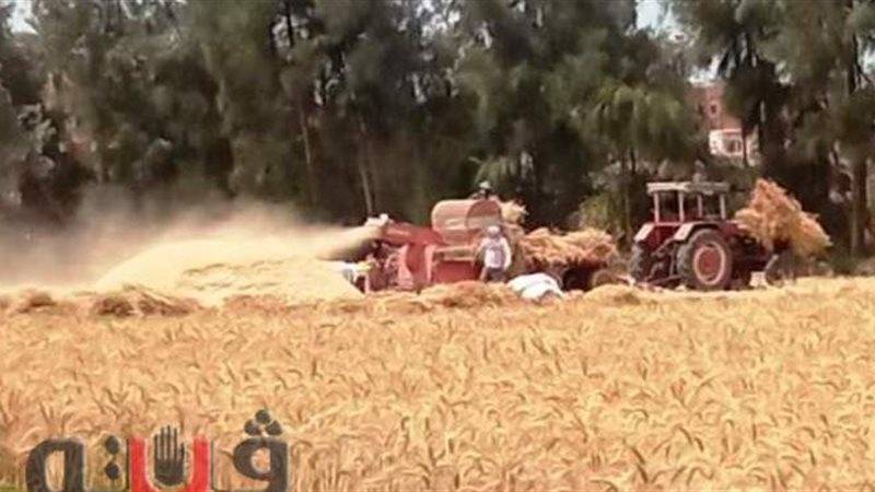 عمليات الحصاد بالشرقية