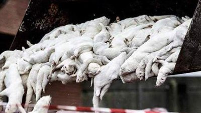 منعا لتفشي كورونا.. الدنمارك تعتزم إخراج جيف حيوان المنك وإحراقها