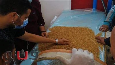 توريد 81 ألف و934 طن قمح لشون وصوامع وهناجر بني سويف