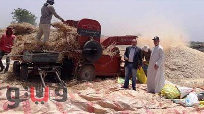 25 ألف طن حصيلة توريد قمح اليوم لصوامع الشرقية