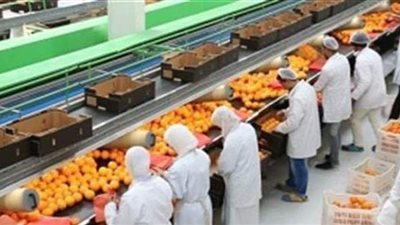 مُصدر منتجات زراعية: الأسواق الخارجية تتهافت على المنتج المصري | فيديو