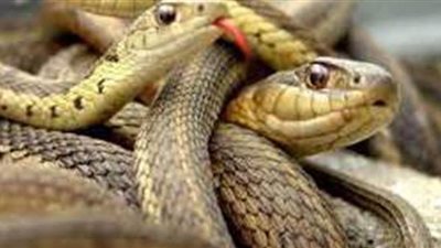 ضبط زواحف وطيور خطرة بالسيدة عائشة وإيداعها بحديقة الحيوان