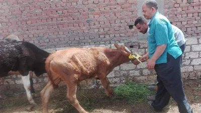 تحصين 100 ألف رأس ماشية ضد الجلد العقدي وجدري الأغنام