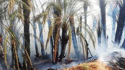 اندلاع نيران في مزرعة نخيل بقرية دنفيق في قنا