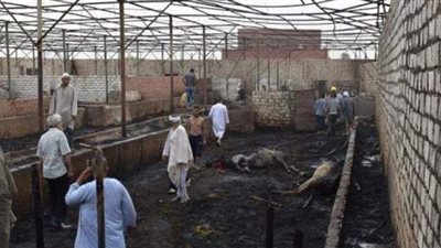 تقدير الخسائر الناجمة عن حريق مزرعة مواشي بالعياط