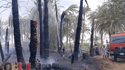 نفوق 4 رؤوس ماشية وحرق 8 أفدنة 