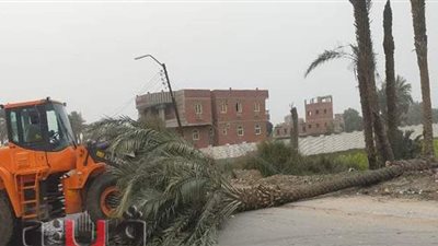 سقوط شجرة كبيرة يتسبب في غلق طريق قنا دشنا الزراعي