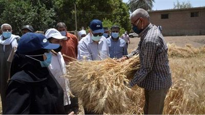 محافظ أسيوط يتفقد حصاد محصول القمح بحقل إرشادي لنظام الري الحديث | فيديو