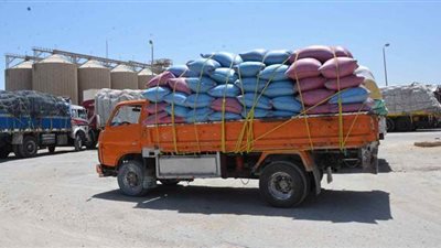 شون وصوامع المنيا تستقبل 110 آلاف طن قمح