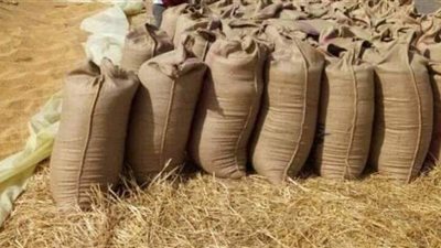 توريد 122 ألف طن قمح إلى صوامع المنيا