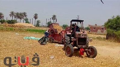 توريد نصف مليون طن قمح لصوامع الشرقية