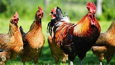 بعد سماع صفارة الطعام.. دجاج يطير في الهواء | فيديو