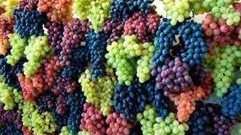  العنب
