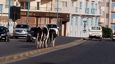 وسط دهشة المحتفلين بالعيد.. أبقار تقتحم كورنيش مطروح وتعوق حركة المرور | فيديو وصور