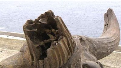 العثور على جمجمة لثور قديم عمره 10 آلاف عام جنوب سيبيريا