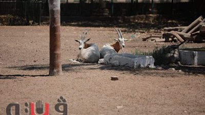 مدير حديقة الحيوان: نبحث زيادة سعر التذكرة.. وهذه حقيقة إصابة الحيوانات بالاكتئاب | فيديو