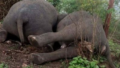 صاعقة برق تقتل 18 فيلا في ثوان