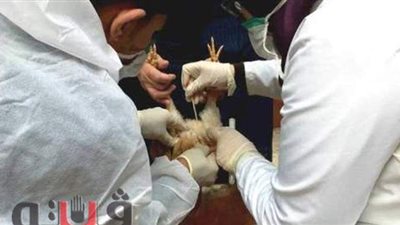 تحصين 7 آلاف طائر وعقد 240 ندوة في بيطري الشرقية