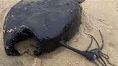 العثور على سمكة الشيطان الأسود في شاطئ ولاية أمريكية.. فيديو وصور