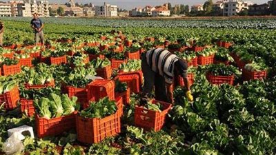 تعرف على فرص نمو الصادرات الزراعية المصرية