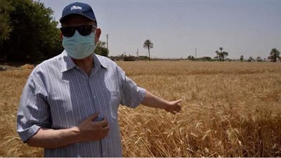 حصاد ٢١٢ فدان قمح وتوريد ٦٤ ألف طن لصوامع وشون أسيوط