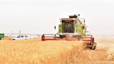 استئناف توريد القمح في أسوان وتسهيلات للتيسير على المزارعين