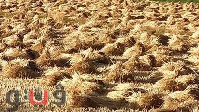 توريد أكثر من نصف مليون طن قمح بالشرقية