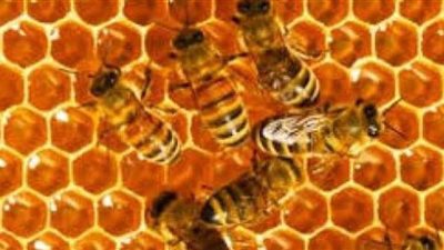 تقرير: مصر تنتج 15 ألف طن من عسل النحل سنويًا | فيديو