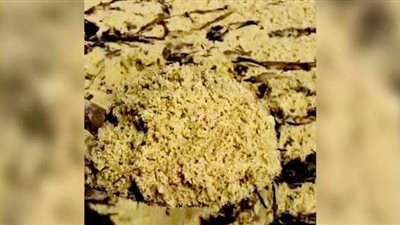 روسيا تغرق في الكافيار