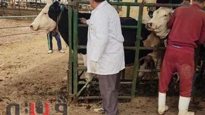 فحص 1549 رأس ماشية ضد البروسيلا والسل البقري بالشرقية