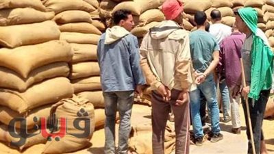 توريد 136 ألفا و588 طن قمح للشون والصوامع والهناجر في بني سويف