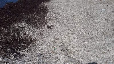 البيئة تكشف حقيقة وجود تلوث زيتي بإحدى قرى الساحل الشمالي