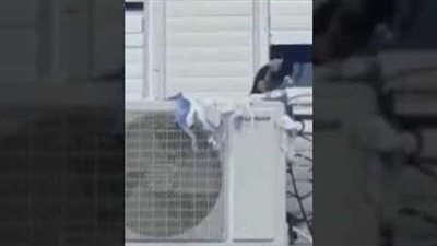 مشهد غريب.. طائر يمزق علم إسرائيل في وضح النهار| فيديو