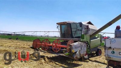 مدينة القنطرة شرق الإسماعيلية تحفتل بحصاد القمح | صور