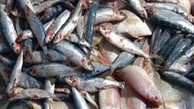إعدام طن أسماك سردين فاسدة داخل محل بالقاهرة