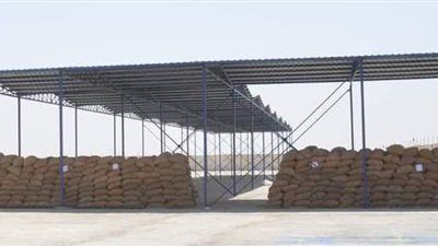 توريد 166 ألف طن قمح بالمنيا