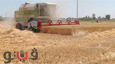 بد موسم حصاد القمح بكلية التكنولوجيا والتنمية بجامعة الزقازيق