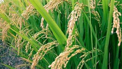 الزراعة تؤكد عدم التهاون أمام مخالفة المساحة المحددة لزراعة الأرز