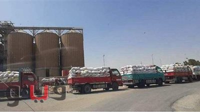 توريد 157 ألفا و616 طن قمح لشون وصوامع وهناجر بني سويف