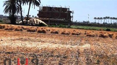 ممدوح غراب: زراعات القمح تحتل 41% من مساحة الشرقية